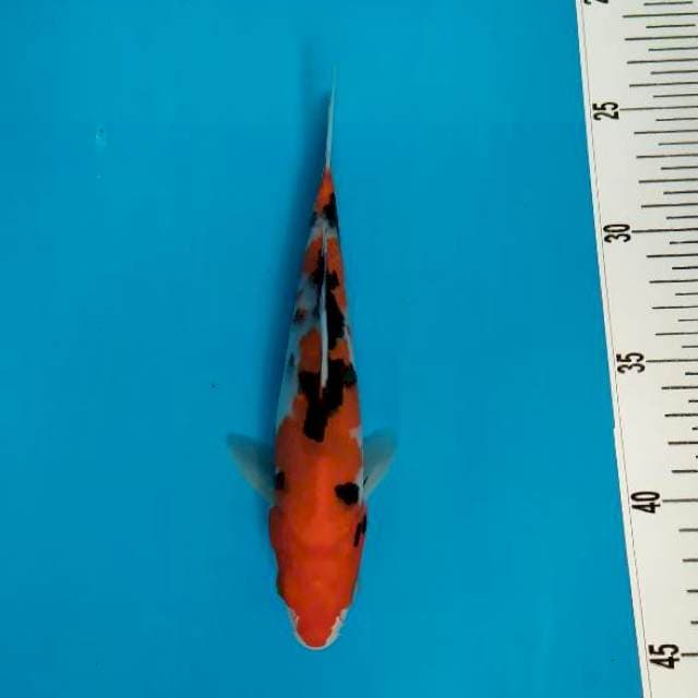 Showa 20 cm 