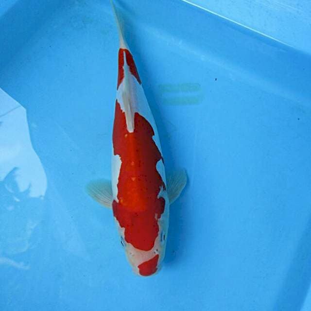 Kohaku doitsu ±28cm