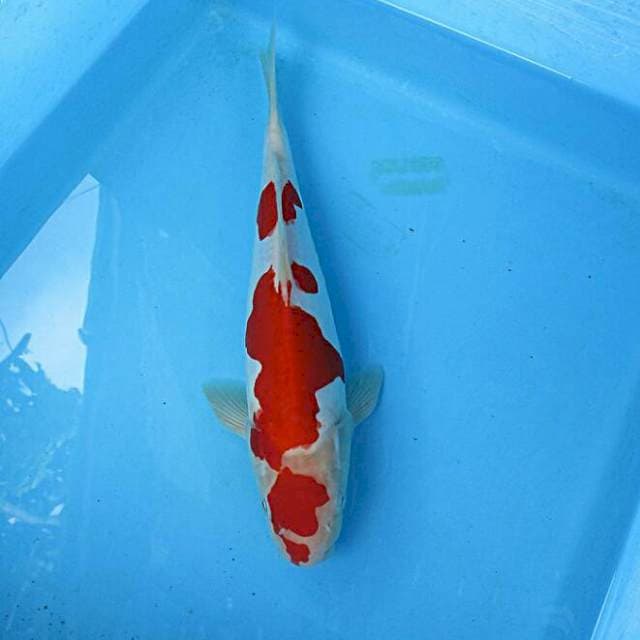 Kohaku doitsu ±28cm