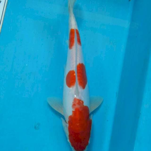 Kohaku 3 step ori