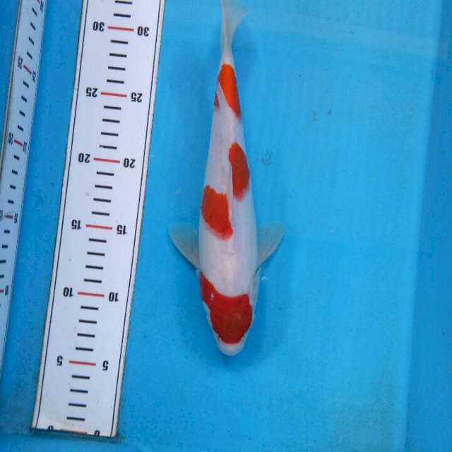 Kohaku