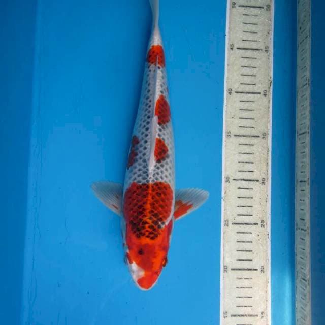 Kujaku orijinal 30cm