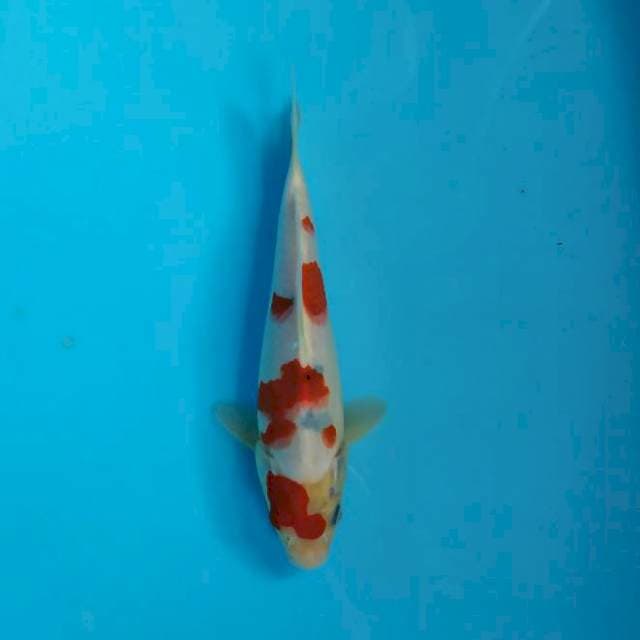 Sanke tate 21 cm 