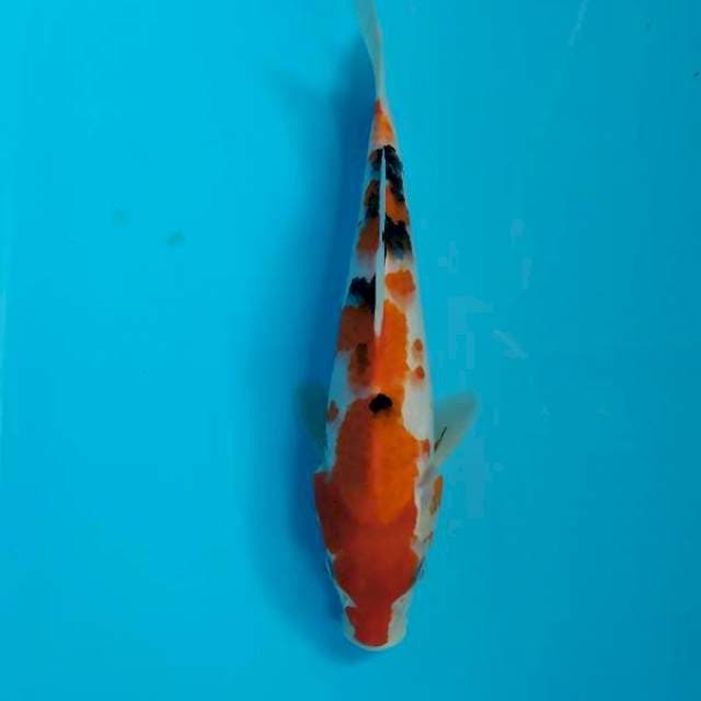Showa 25 cm