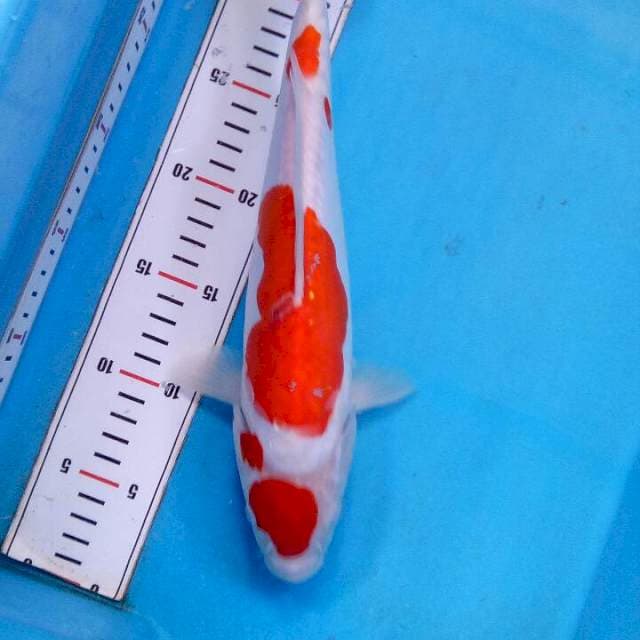 Kohaku Maruten