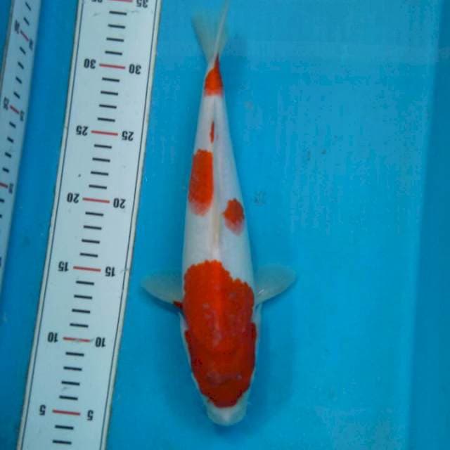 Kohaku