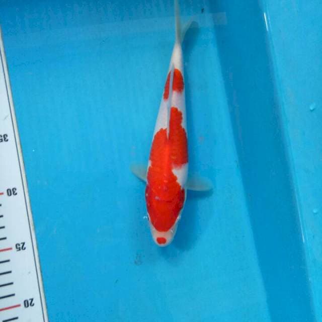 Kohaku Kucibeni