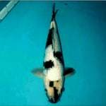 Shiro ginrin 38 cm body torpedo joss banget 