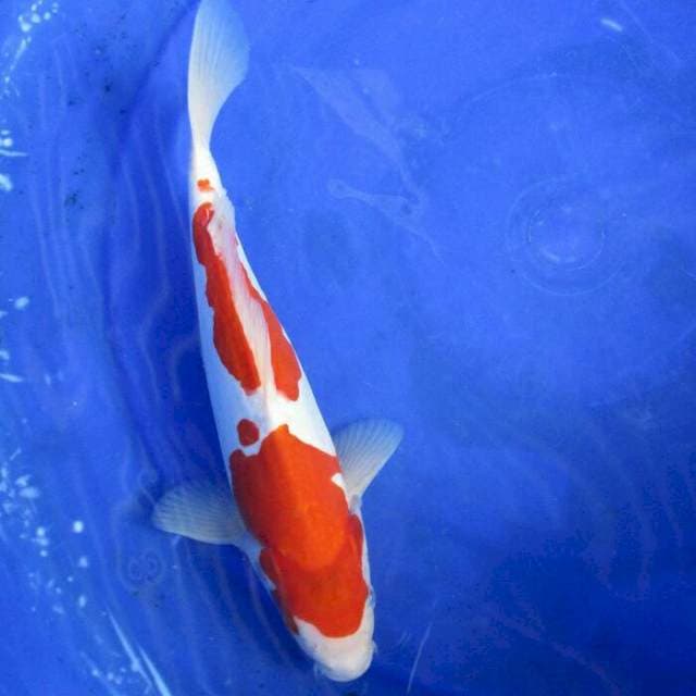 Sandan kohaku doitsu ±28cm