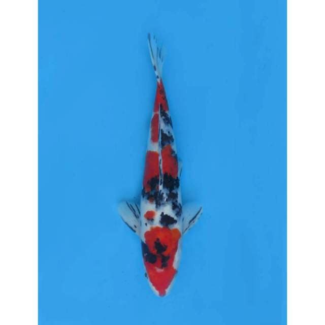 Red Taisho sanke 31cm