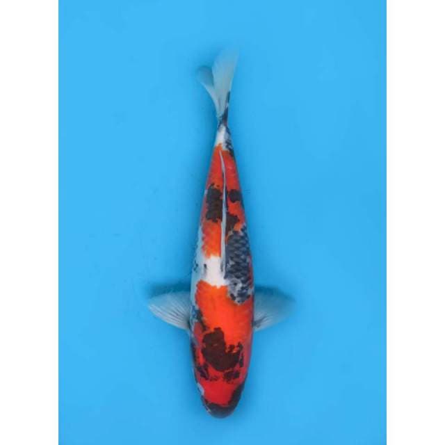 Showa Sanshoku Jumbo 40cm