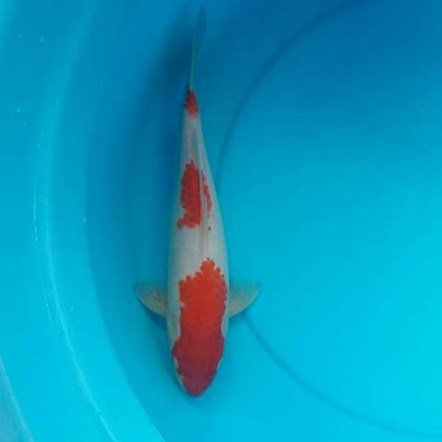 Kohaku