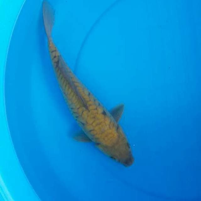 Chagoi midhori araghoke