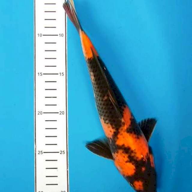 Utsuri