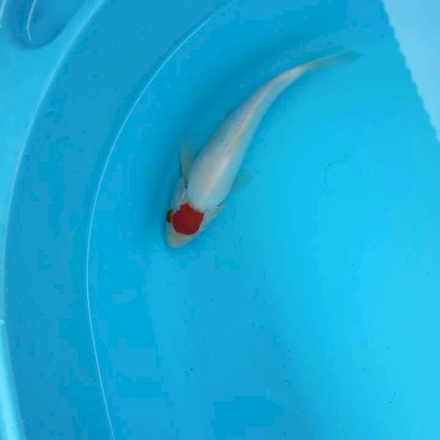 Tanco kohaku