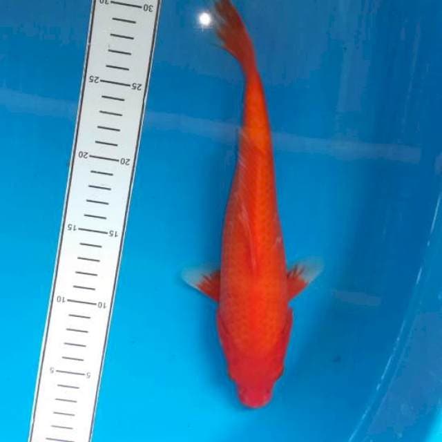 Benigoi seper red