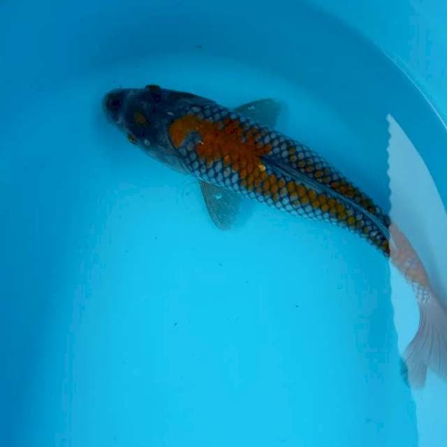 Nazuma ociba