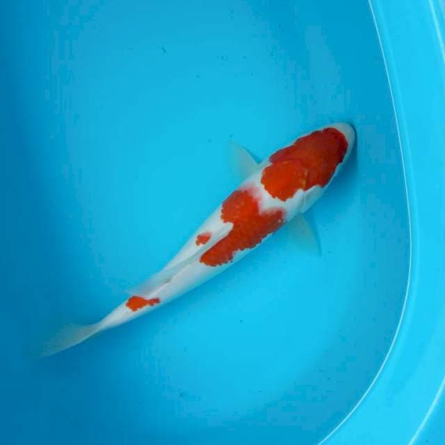 Kohaku F1 jantan