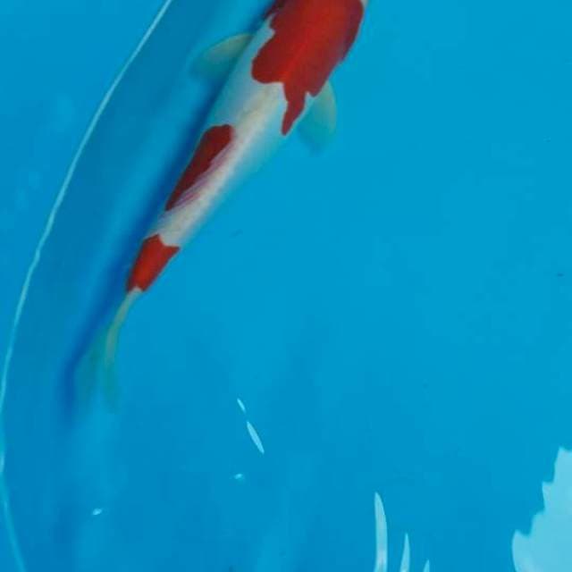 Kohaku