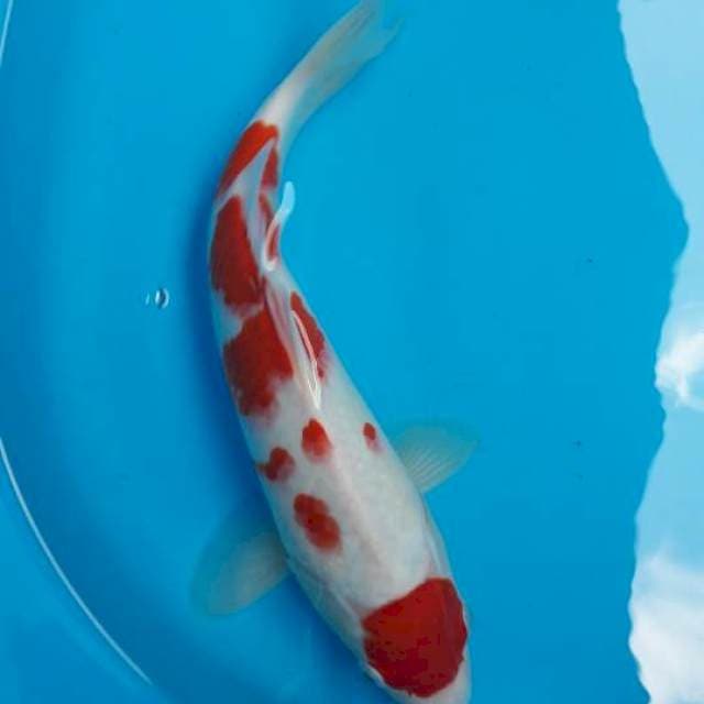 Maruten