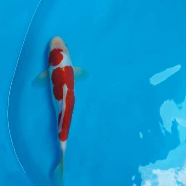 Kohaku