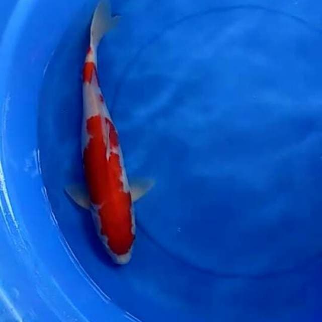 F1 kohaku jumbo tosai 38cm