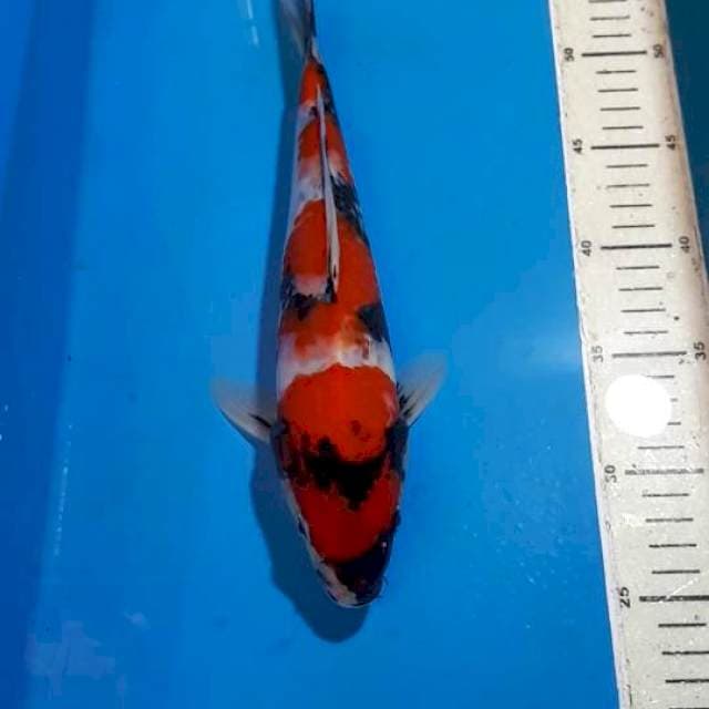 SHOWA MOTORO RED STRONG 30 cm