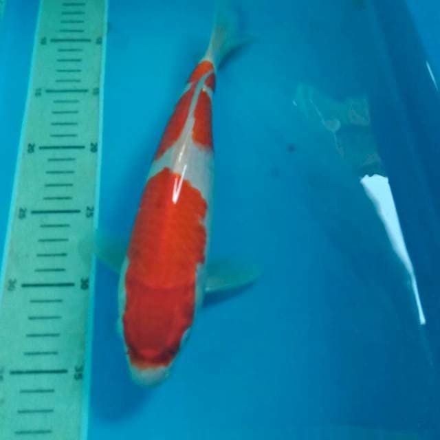 Kohaku 29 cm