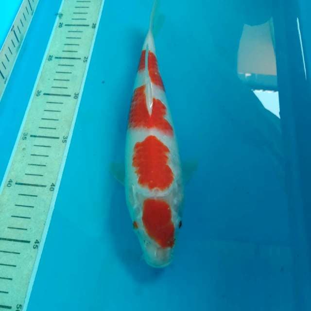 Kohaku 29 cm