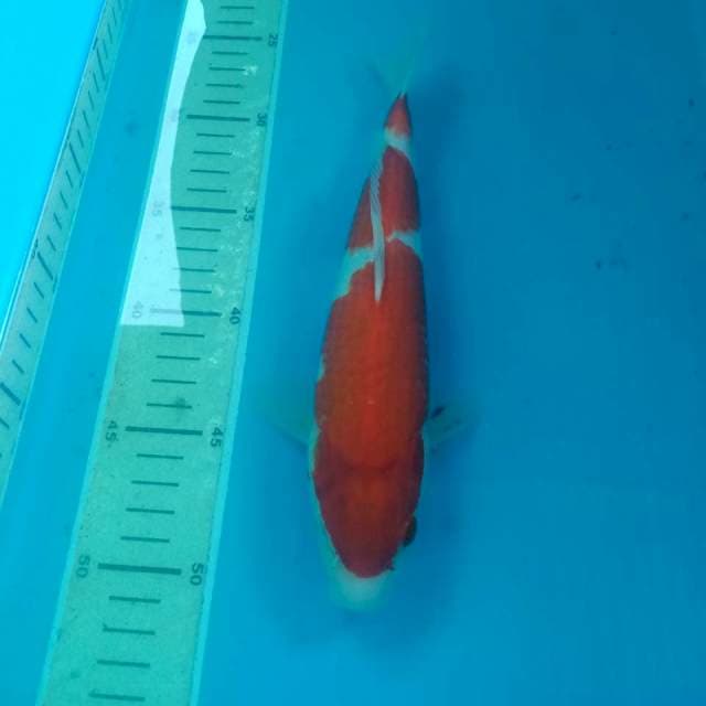 Kohaku 26 cm
