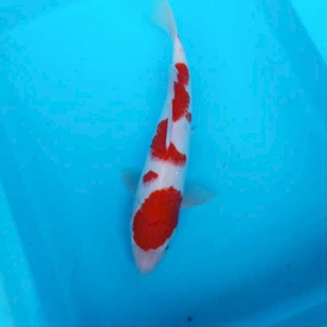 NJK - KOHAKU PATTENR