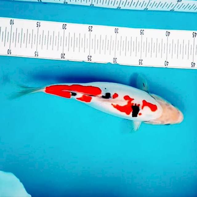 A. Doitsu Sanke #32cm