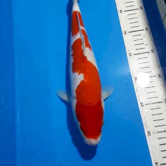INAZUMA KOHAKU 34 CM