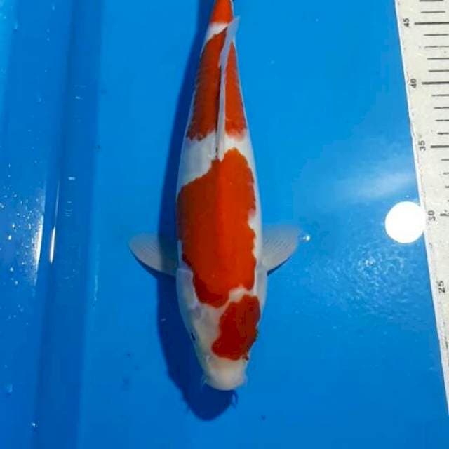 MARUTEN KOHAKU RED STRONG 33 CM