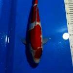 MARUTEN KOHAKU RED STRONG 33 CM