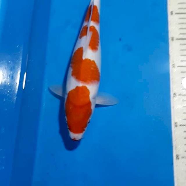 KOHAKU 4 STEP 33 CM