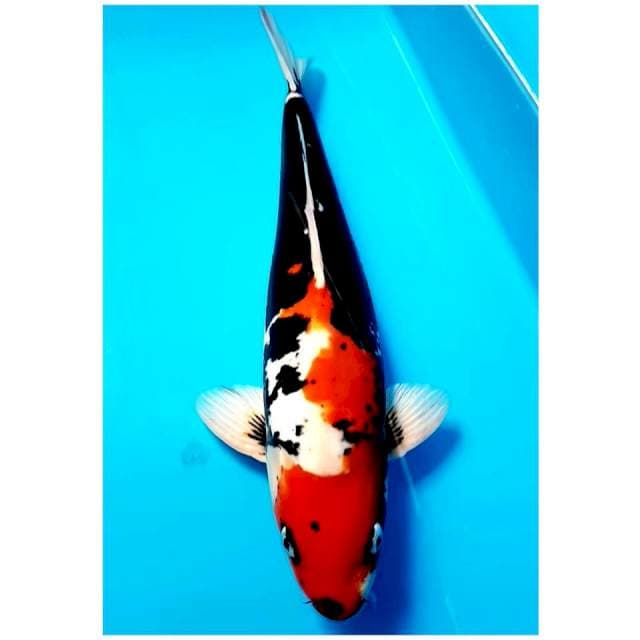 BENIKUMON 38cm MALE 😎