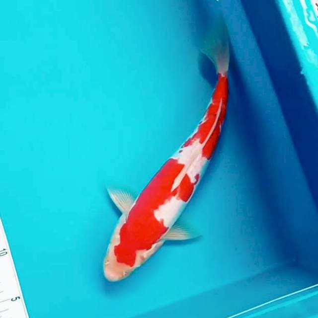 H. Doitsu Kohaku #32cm