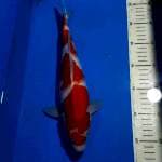 KOHAKU 32 CM