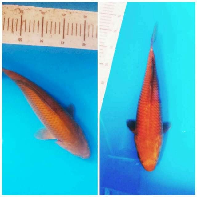 Chagoi tembaga bulky joss... 36 cm.. 