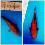 Chagoi tembaga bulky joss... 36 cm.. 
