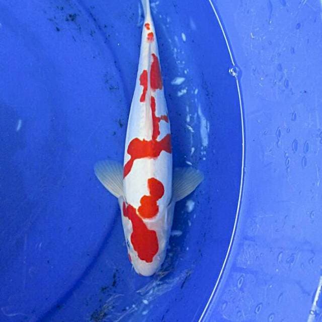 Kohaku doitsu ±30bu male