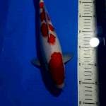 KOHAKU 32 CM