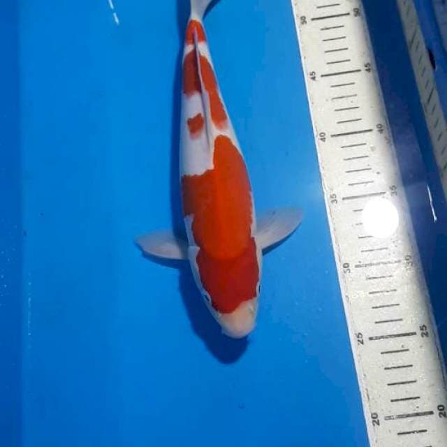 KOHAKU 30 CM