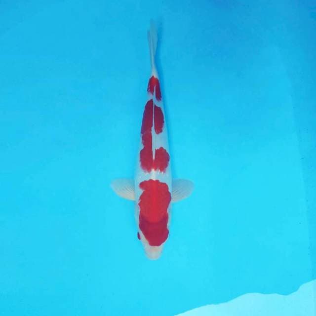 TARA 2 - KOHAKU 3 STEPS ®