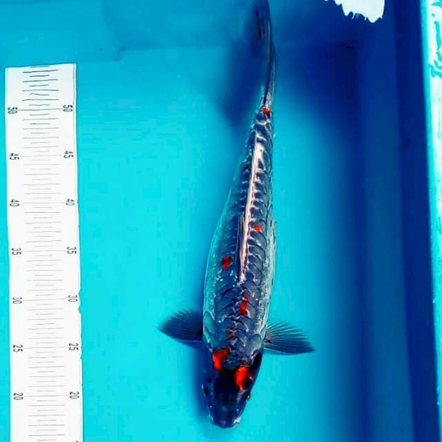Kagamigoi Unix*38cm