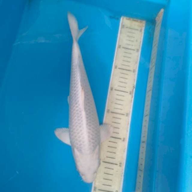 PLATINUM MALE