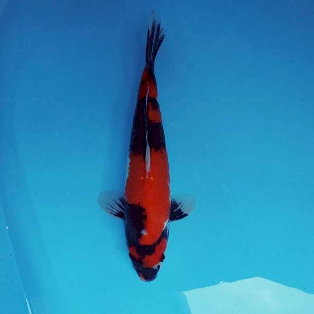 TARA 5 - SHOWA SATAN ®