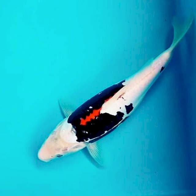 Benikumon cantikku*31cm