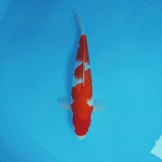 TARA 6 - KOHAKU GIN RIN ®